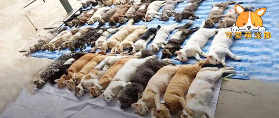 泰国街头惊现150具“猫尸”，知道原因后…大家都笑喷了!