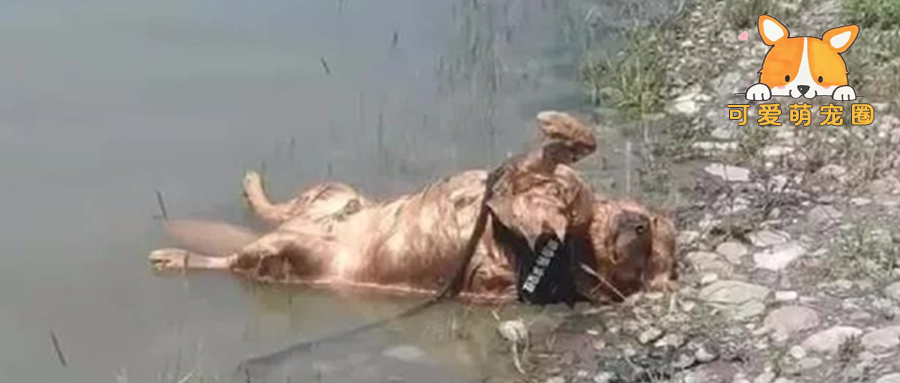 主人在湖边找到失踪的狗狗，当场崩溃，凑近一看发现事情并不简单！