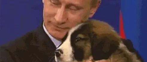 俄罗斯的狗又被制裁了？狗听了都摇头：“做狗还是你在行!”