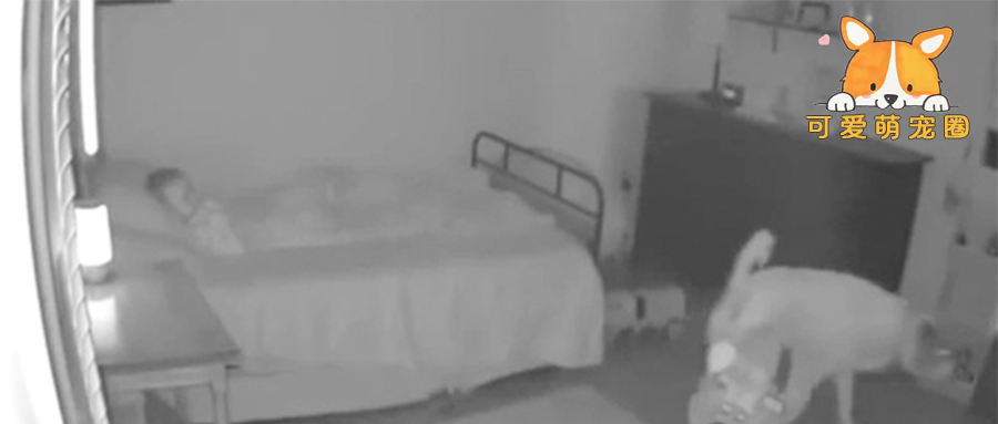 金毛每晚都会偷偷潜入这个房间，家人看到这一幕后…哭了！