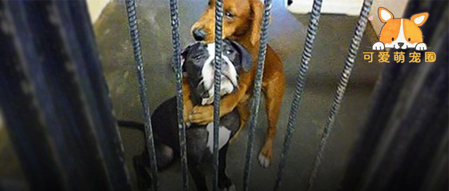 两只流浪狗执行安乐死时紧紧抱在一起，这一抱彻底改变了命运……