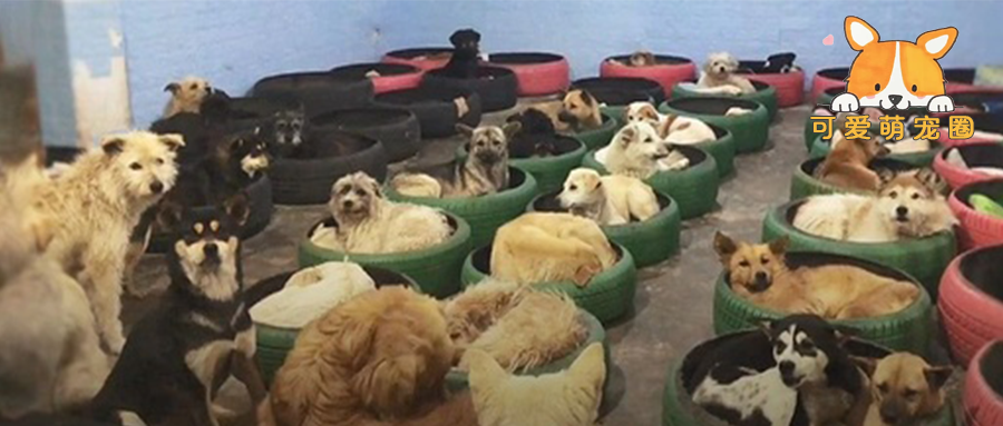 国内一家“狗狗托儿所”火了，只是狗子的身世有些不同......