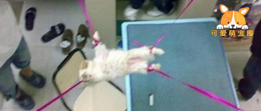 小土狗被大学生带到宿舍，将四肢捆绑，接下来的一幕让人愤怒不已！