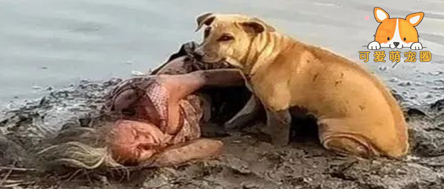 老人在河边摔倒，两只狗狗贴身守护，可事后发现他们并不认识.....