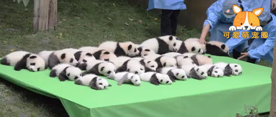 25只小熊猫表演“熊猫瘫”，它却意外上演摔跤，网友：成功抢镜！