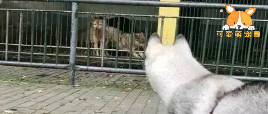 二哈逛动物园看中母狼，胆大包天非要去亲一下，这一幕令人傻了眼！