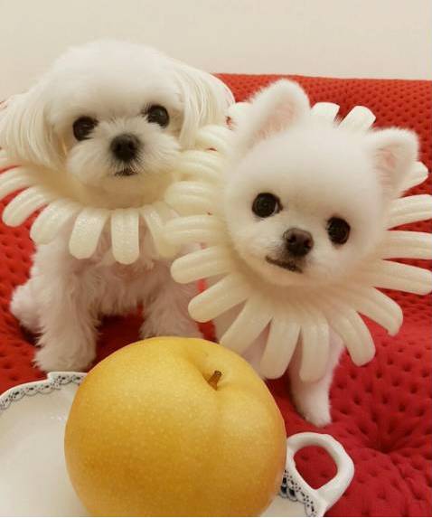 兩只絕世美顏汪，你想抱走哪只？ 寵物 第13張