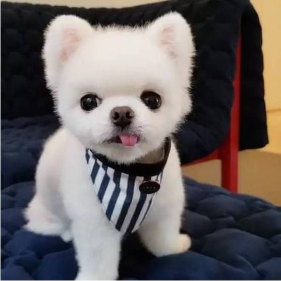 兩只絕世美顏汪，你想抱走哪只？ 寵物 第4張