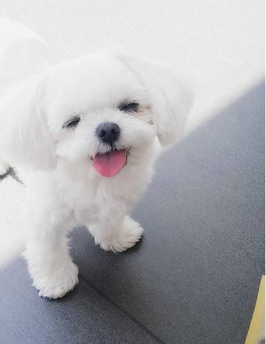 兩只絕世美顏汪，你想抱走哪只？ 寵物 第10張