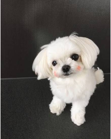 兩只絕世美顏汪，你想抱走哪只？ 寵物 第9張