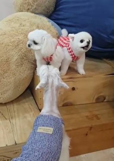 兩只絕世美顏汪，你想抱走哪只？ 寵物 第17張