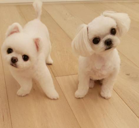 兩只絕世美顏汪，你想抱走哪只？ 寵物 第15張