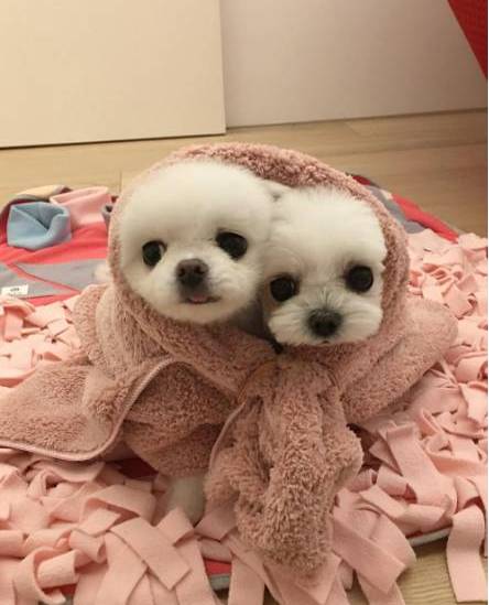 兩只絕世美顏汪，你想抱走哪只？ 寵物 第16張