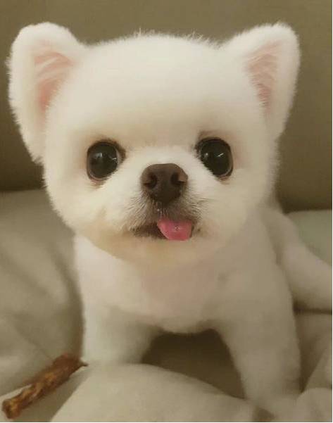 兩只絕世美顏汪，你想抱走哪只？ 寵物 第1張