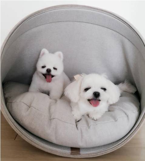 兩只絕世美顏汪，你想抱走哪只？ 寵物 第14張