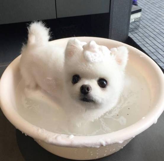 兩只絕世美顏汪，你想抱走哪只？ 寵物 第5張