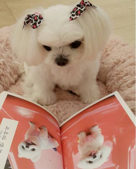 兩只絕世美顏汪，你想抱走哪只？ 寵物 第11張