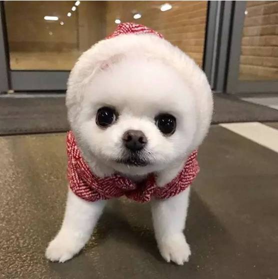 兩只絕世美顏汪，你想抱走哪只？ 寵物 第3張