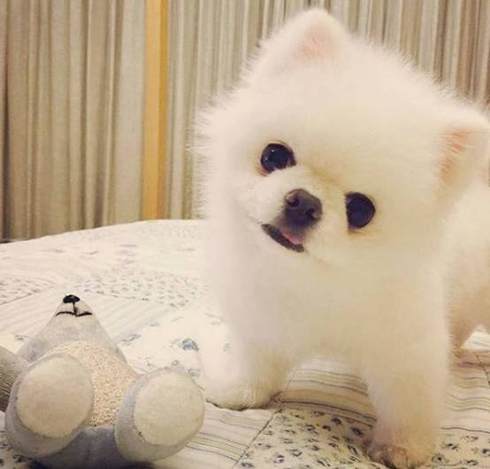 兩只絕世美顏汪，你想抱走哪只？ 寵物 第2張