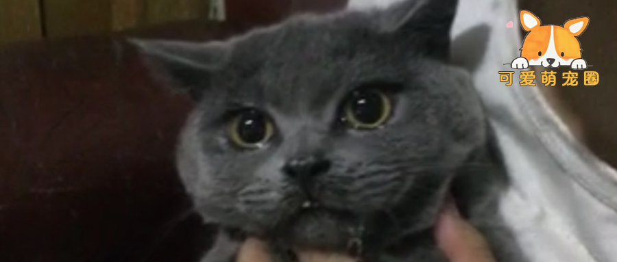 宠物猫一到晚上就流泪，主人坚持每天安慰，半个月后女子发了横财