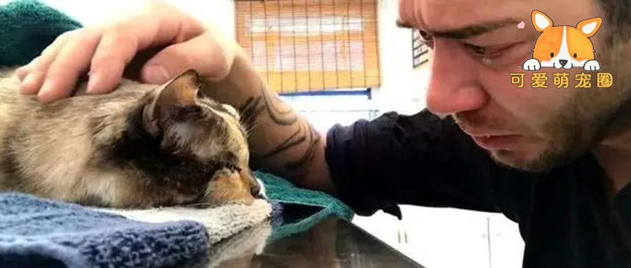 猫咪临死前都会离开家，知道什么原因吗？看完这些才解开疑惑！