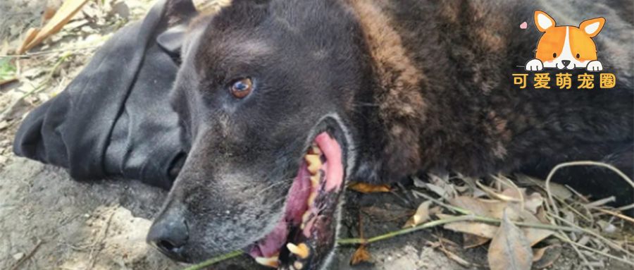 狗狗忠心看家护院11年，没吃过一顿饱饭，毫无作用之时就挖坑埋了