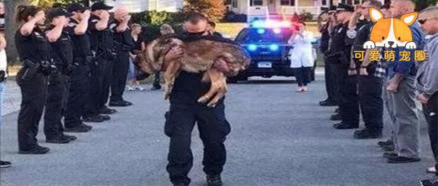 为什么英国警犬一退役，就要立马实行安乐死？原因却让大家捏把汗