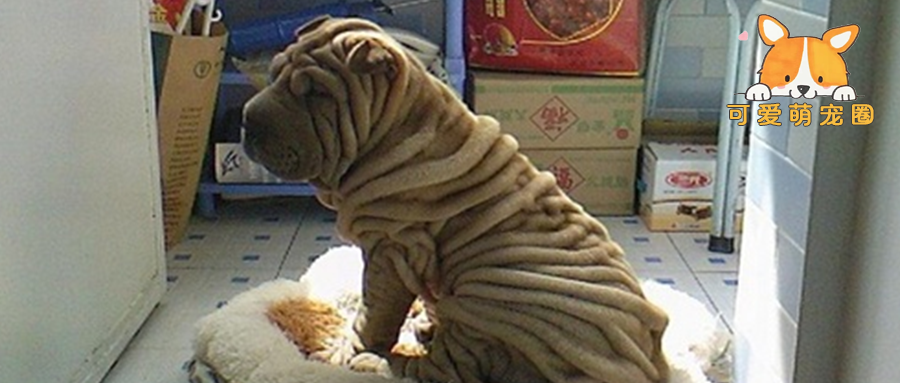 花2万块买了条狗，却被路人嘲笑长相丑陋，但行家却说赚了