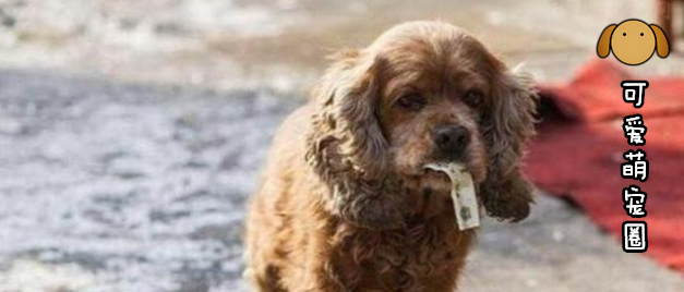 揪心！一包薯片害死自家的狗狗，我敢说这个习惯每位铲屎官都有！