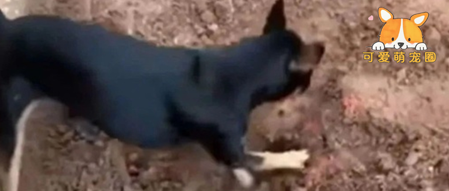 警方查抄了一个贩毒团伙，就在搜寻毒品时，毒贩的狗狗出现了 ....