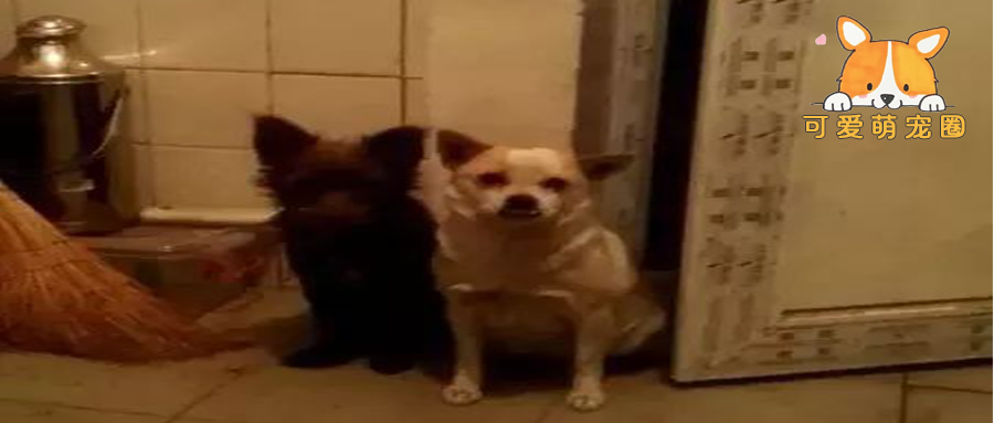 寒风中三只流浪狗瑟瑟发抖来敲门，“天好冷，可以让我们进来取暖吗？”