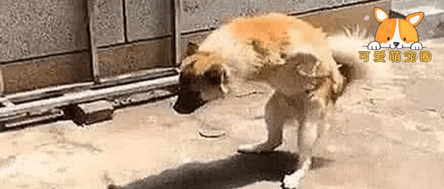 土狗弯腰模仿老人走路，路人纷纷掏出手机拍照，凑近一看泪目了.....