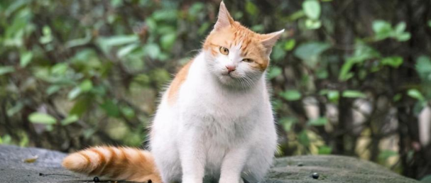 一夜失宠！北大流浪猫被“公开处刑”，猫：你们欺负我不识字！