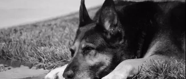 “主人去世之后，整整11年它只坚持做一件事........”