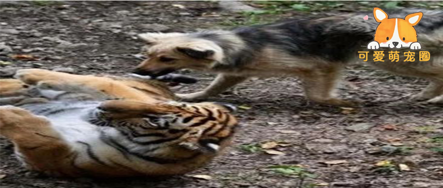 饲养员把病狗丢进虎园中，本想让老虎饱餐一顿，结局却出乎意料