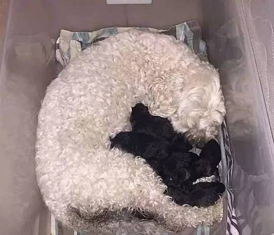 狗妈妈生了一堆小狗，然而狗爸爸看到后脸都青了...