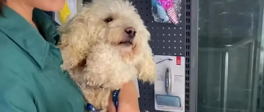 铲屎官将养了多年的狗狗无情弃养，但这次，我支持她弃养！