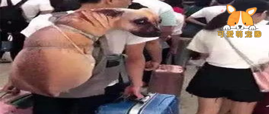 小伙背着一只狗狗上火车？安检员过来检查后放行，大家看清后笑喷