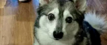 不是吧！这竟然是德牧和二哈的混血儿？这也太太太太太可爱了吧