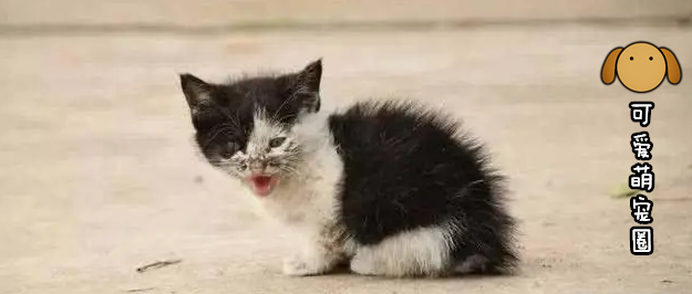 众人停工3小时只为救出被困基桩小猫，结局太暖心了！