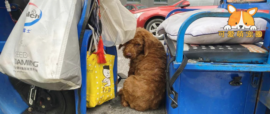 泰迪多次被遗弃荒地，却又连夜跑回，主人坚决不养，理由令人无语！