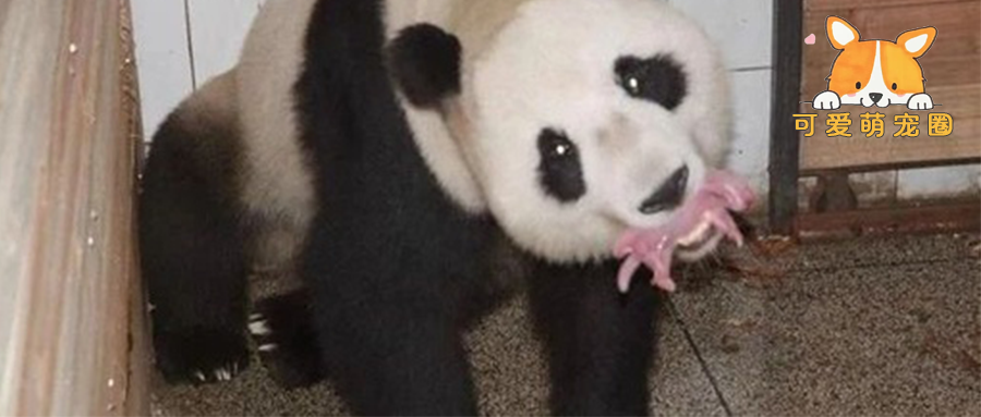 大熊猫叼着东西，跑上来要换奶，饲养员凑近一看：我的祖宗呀