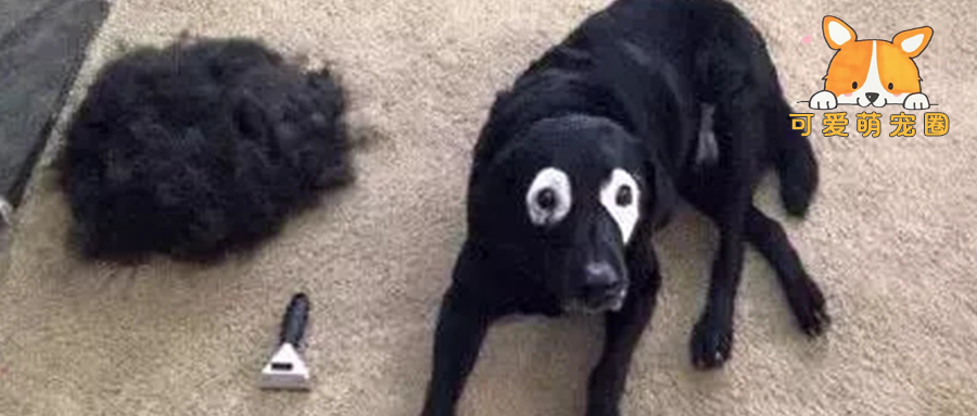 大黑狗半夜来月经，家里刚好没尿布，于是主人想了这个办法笑喷了....