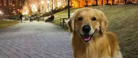 “今天我结婚了，但我的狗却成了镜头下的焦点........”