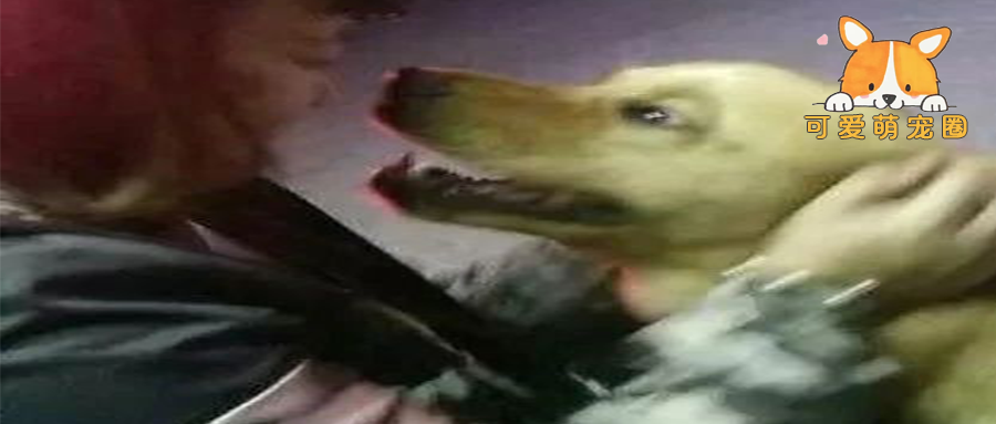 这只金毛知道自己马上被杀，狗肉店旁边不停哀嚎地向人求救