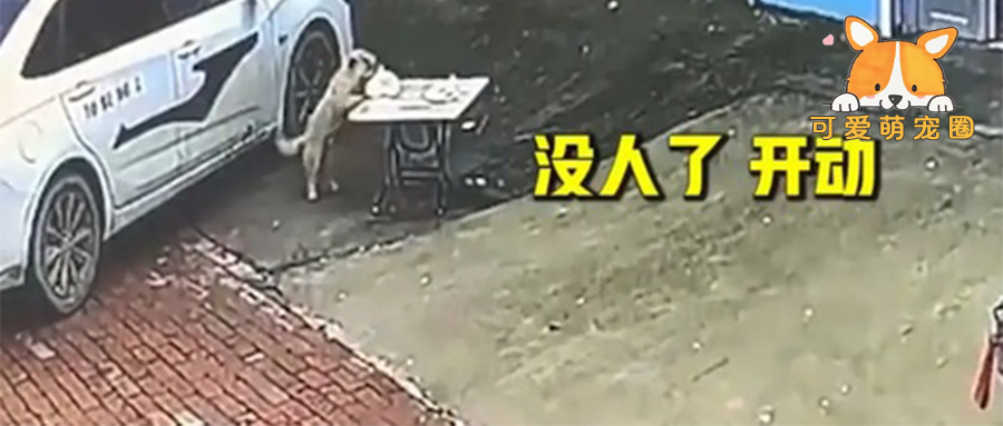 狗子偷包子全程惊呆店家，被偷的心服口服，网友：这智商也太卷了吧…