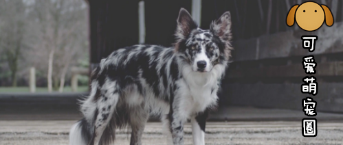 “我不敢养边牧，我怕它嫌我蠢！”