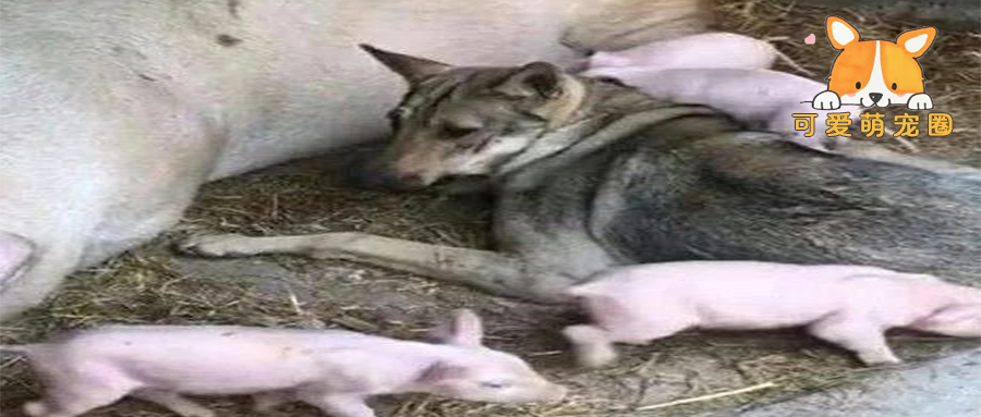 狗狗经常往母猪窝跑，主人觉得有问题，跟进去后，拧起扫把打
