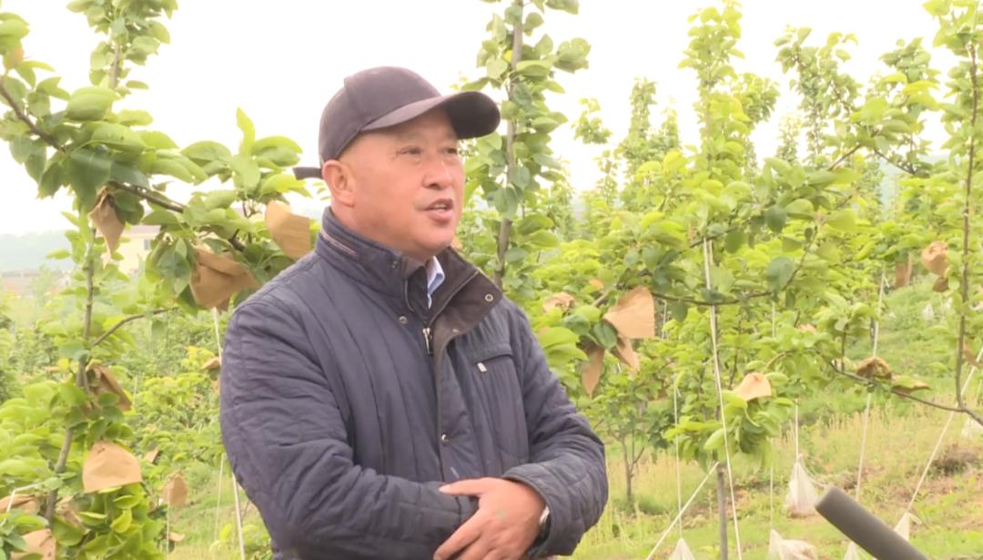大悟芳畈:果农为秋霜梨套袋提质效 - 大悟县芳畈镇人民政府
