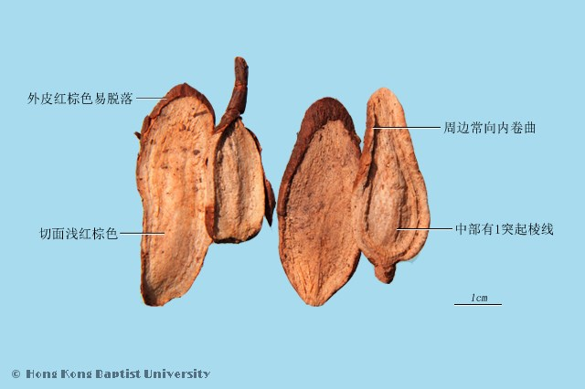 「元亨祥本草纲目」——中国药典中药材 白蔹